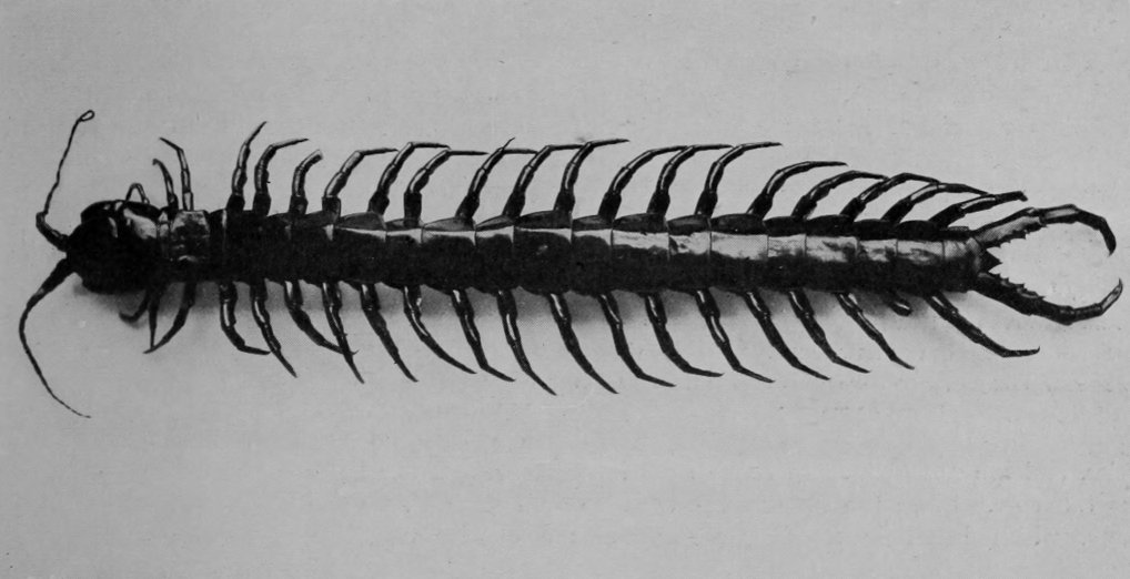 GIANT CENTIPEDE.