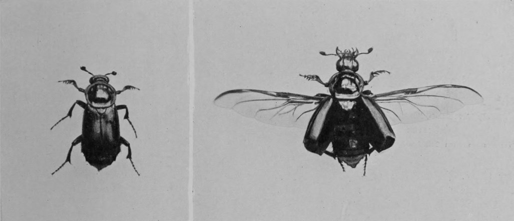 TWO BURYING-BEETLES.