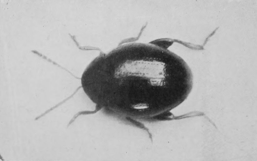 JUMPING-BEETLE. ALLIED TO THE     TURNIP-FLEA.
