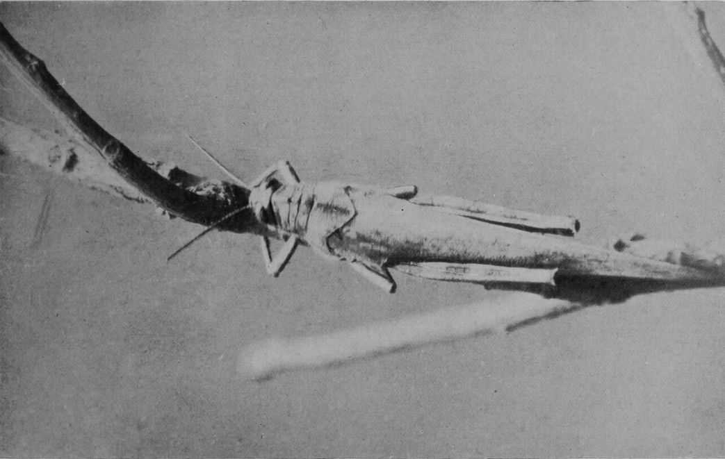 EGYPTIAN LOCUST.
