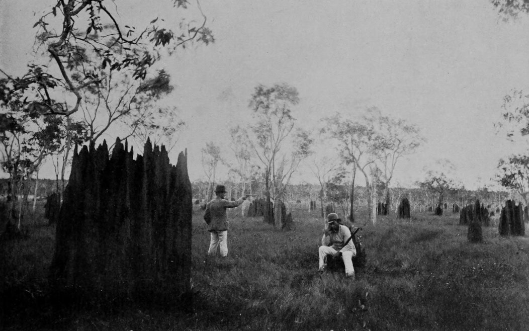 TERMITES' NESTS IN QUEENSLAND.