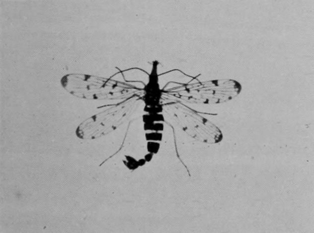 SCORPION-FLY.