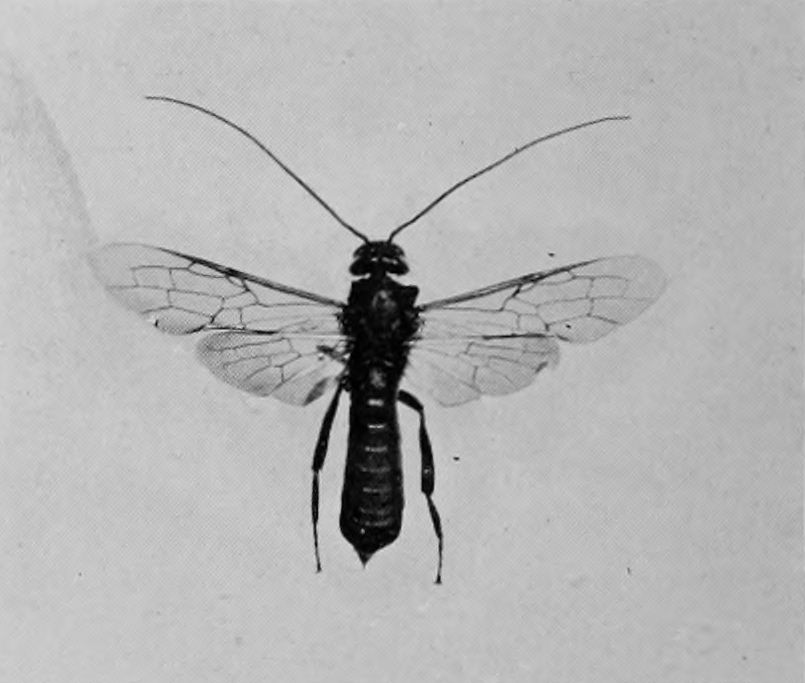 PINE-BORING WASP (MALE).