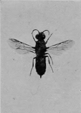 RUBY-TAILED FLY.