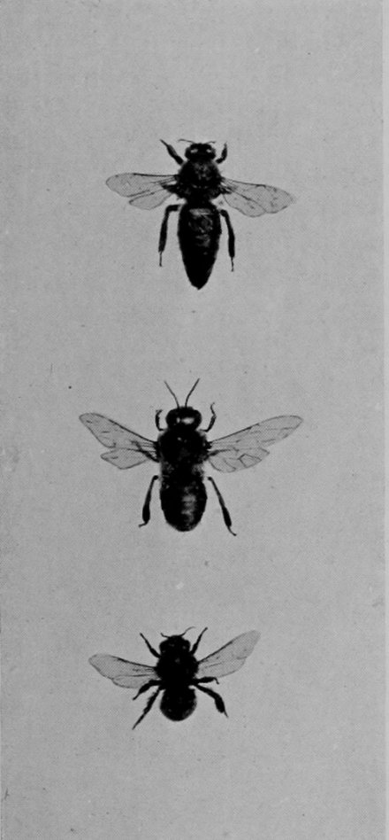 HIVE-BEE.?00000(QUEEN, WORKER, AND     DRONE.)
