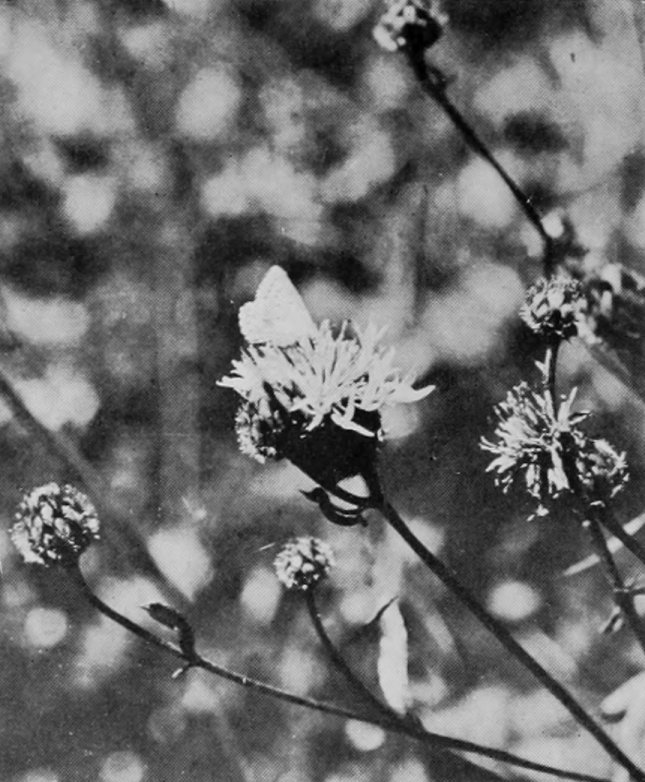 BLUE BUTTERFLY.