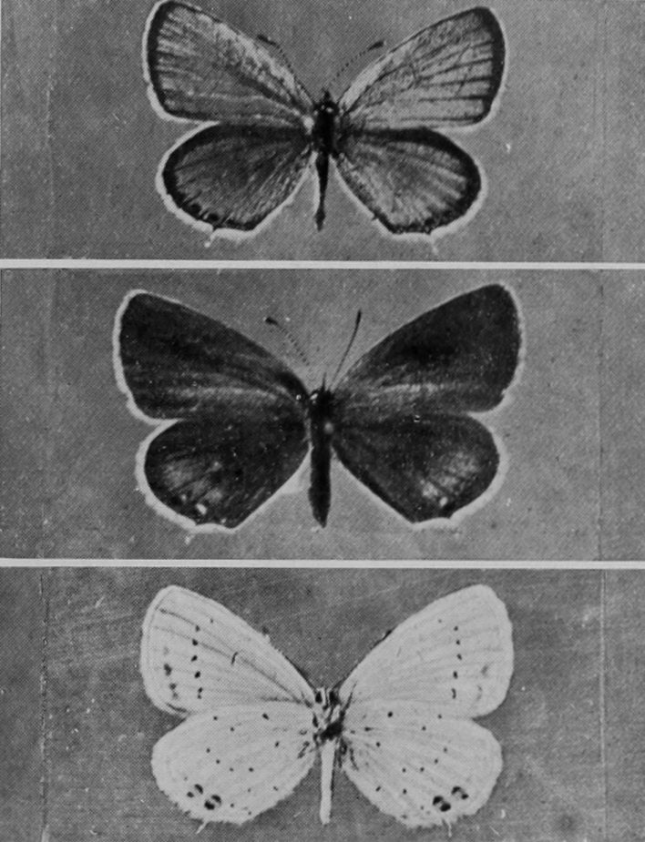 BLOXWORTH BLUE BUTTERFLY (MALE, FEMALE,     AND UNDERSIDE).