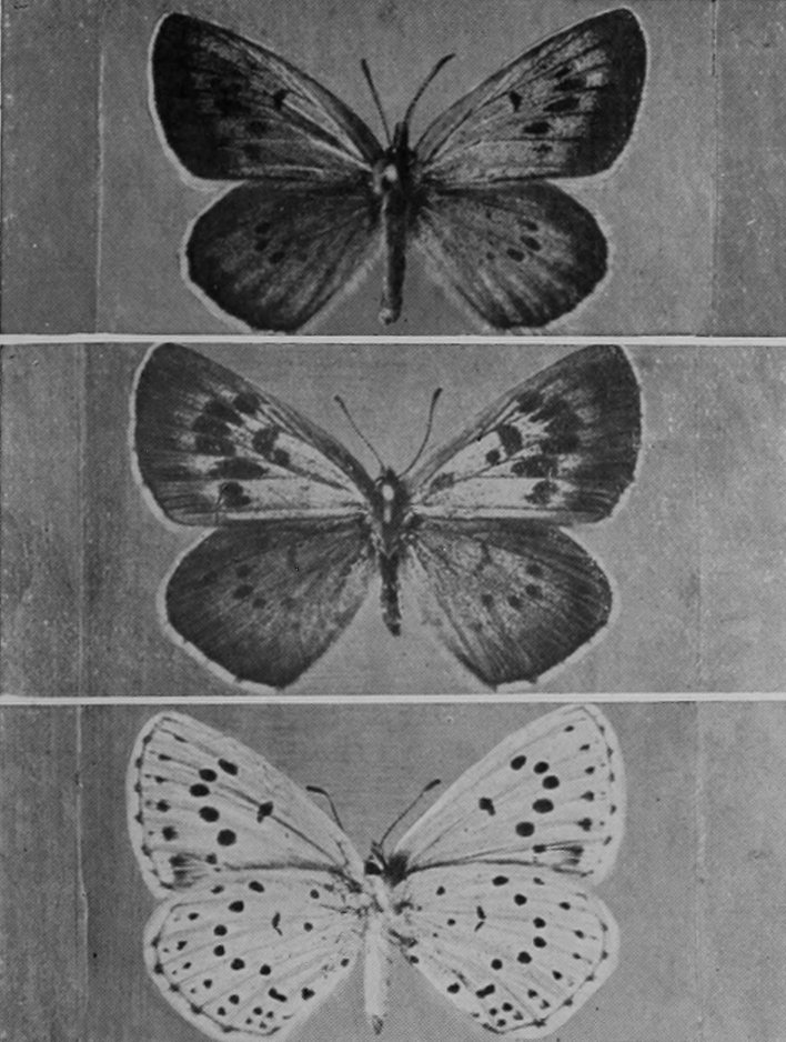 LARGE BLUE BUTTERFLY (MALE, FEMALE, AND     UNDERSIDE).