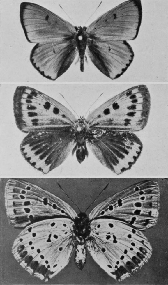 LARGE COPPER BUTTERFLY (MALE, FEMALE,     AND UNDERSIDE).