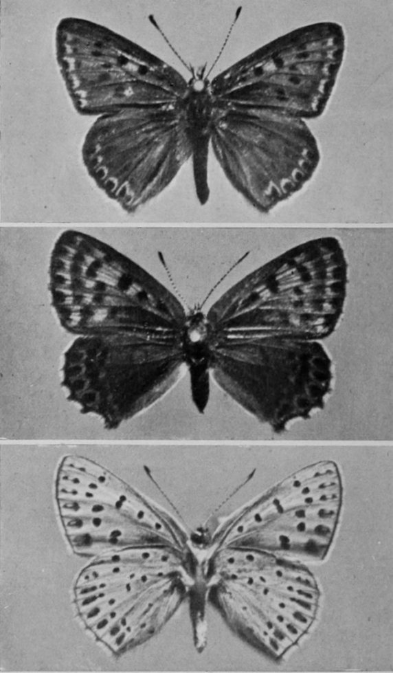 DUSKY COPPER BUTTERFLY (MALE, FEMALE,     AND UNDERSIDE).