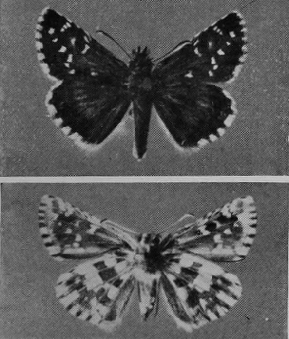 LARGE GRIZZLED SKIPPER BUTTERFLY.