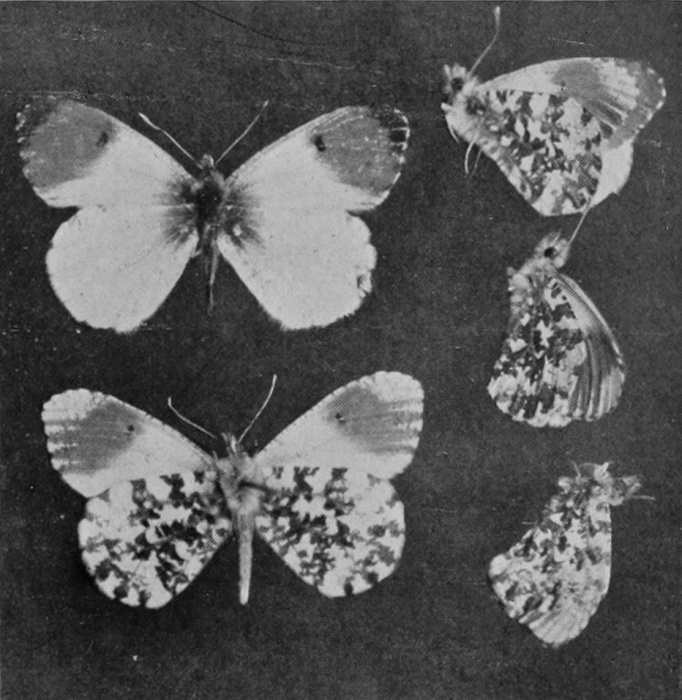 ORANGE-TIP.