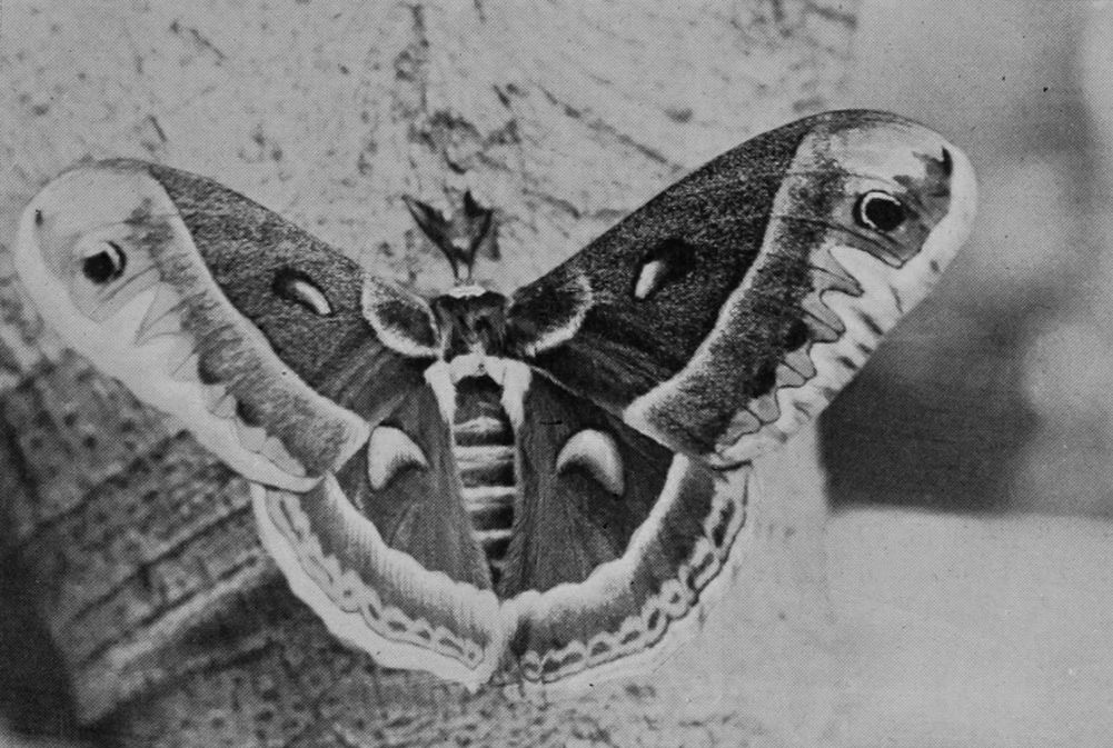 CECROPIA MOTH.