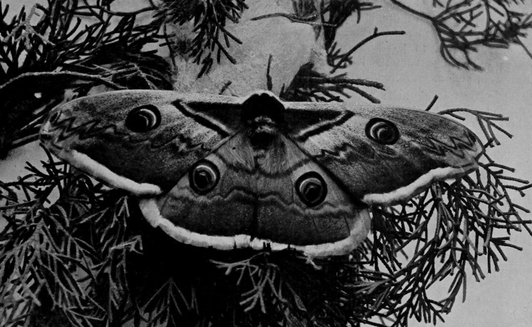GREAT PEACOCK-MOTH.