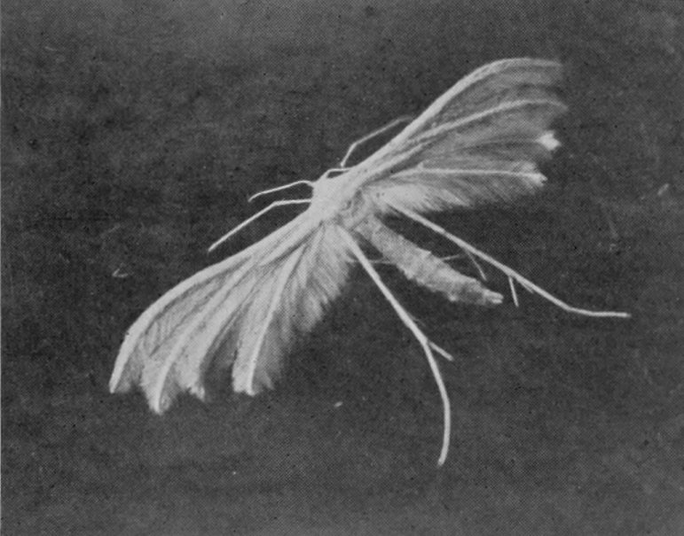 WHITE PLUME-MOTH.