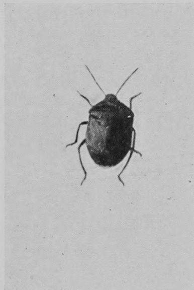 JUNIPER-BUG.