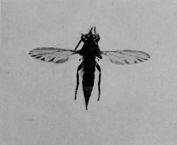 HORNET ROBBER-FLY.