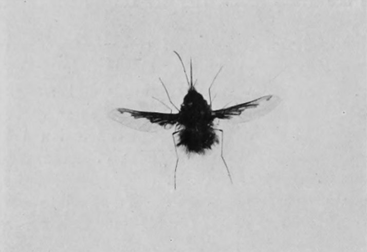 BEE-FLY.