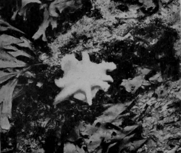 AN OCTOPUS ON ITS BACK AT BAY, LEFT HIGH     AND DRY BY THE RETREATING TIDE.