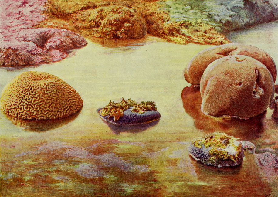 PORTION OF INSHORE CORAL REEF AT     THURSDAY ISLAND, TORRES STRAITS.