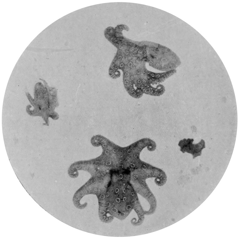 OCTOPODS.