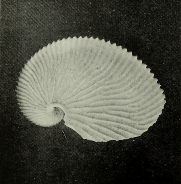 SHELL OF THE ARGONAUT, OR     PAPER-NAUTILUS.