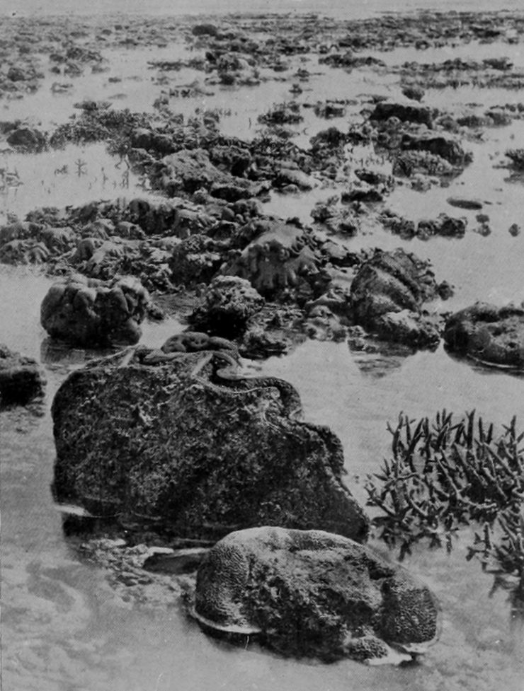GIANT CLAM-SHELLS ON THE GREAT BARRIER     REEF, AS EXPOSED AT EXTREME LOW TIDE.