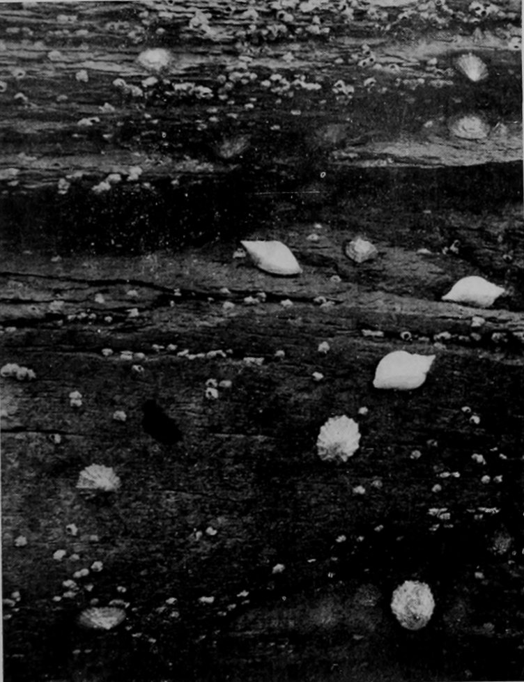 LIMPETS, WHELKS, AND BARNACLES.