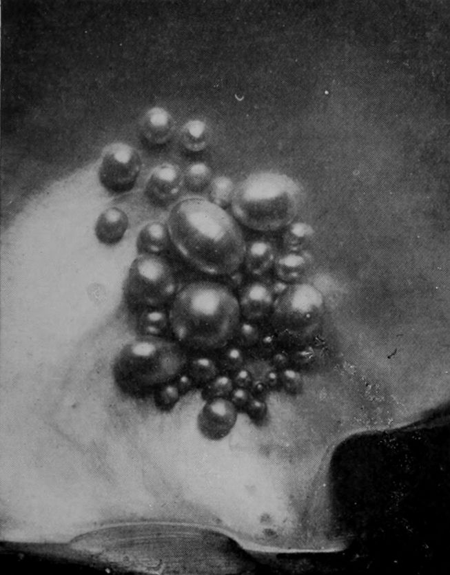 QUEENSLAND PEARLS ON BLACK-LIPPED     PEARL-SHELL.