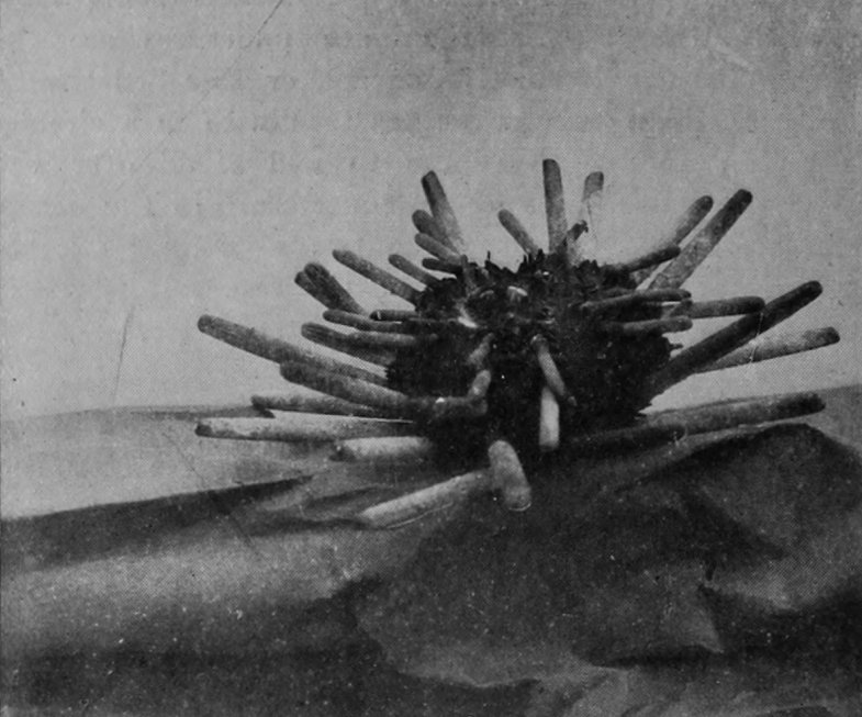 THICK-SPINED SEA-URCHIN.