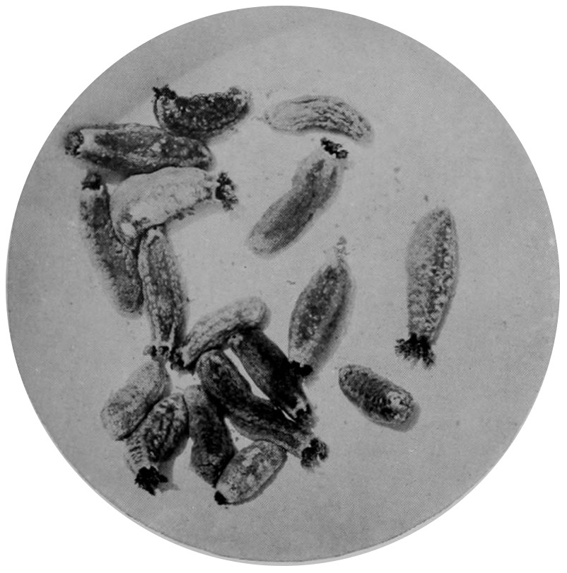 SEA-CUCUMBERS, SOME WITH EXTENDED     TENTACLES.