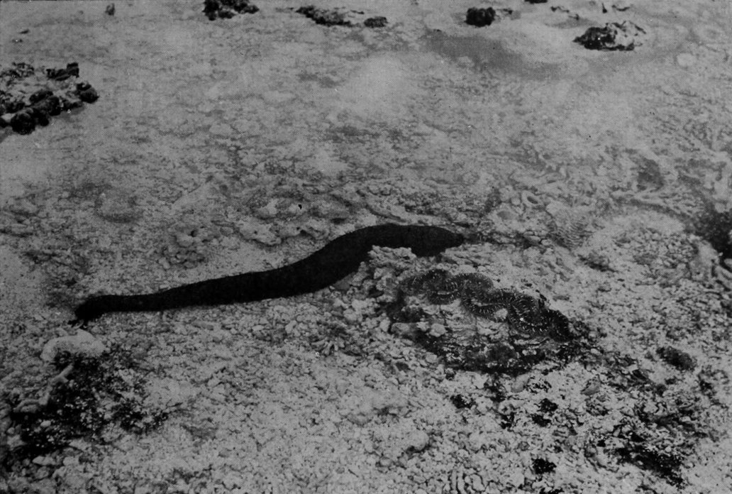 BLACK SEA-CUCUMBER.