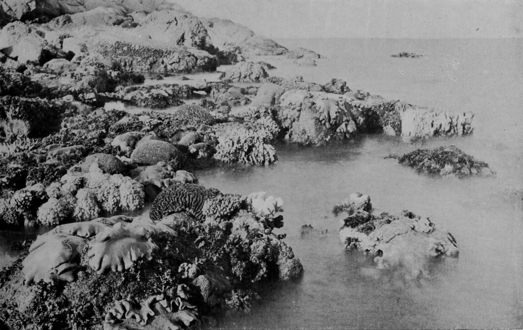 PORTION OF THE GREAT BARRIER REEF OF     AUSTRALIA.
