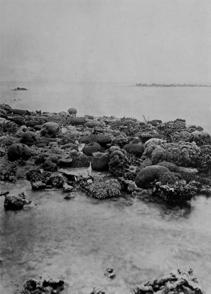 PART OF THE GREAT BARRIER REEF OF     AUSTRALIA.