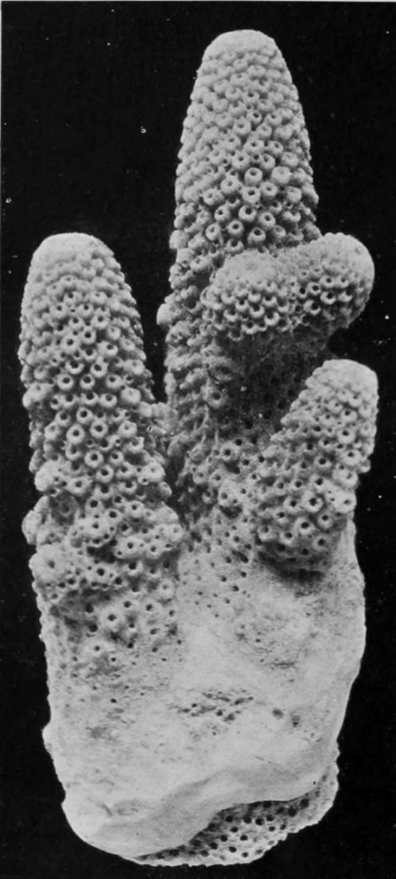 PORTION OF A STAG'S-HORN CORAL.