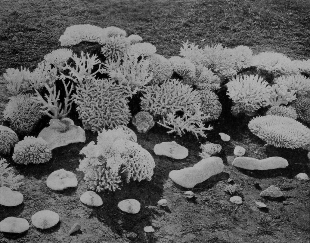 BLEACHED CORALS FROM THE GREAT BARRIER     REEF.