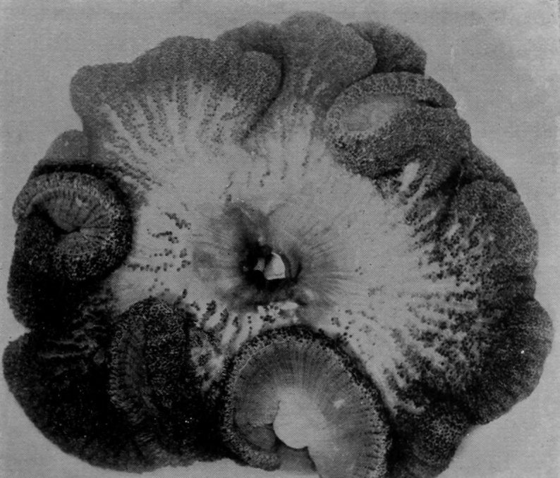 A GIANT ANEMONE FROM THE GREAT BARRIER     REEF.