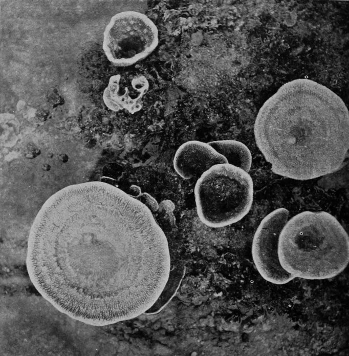 CUP-SPONGES, PHOTOGRAPHED AS GROWING IN     A CORAL-POOL.