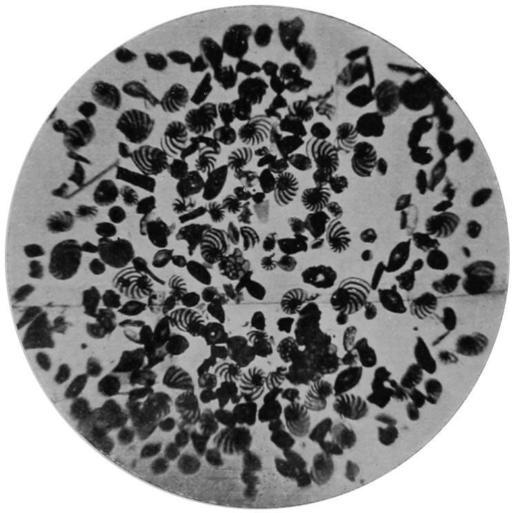 SHELLS OF FORAMS HIGHLY MAGNIFIED.