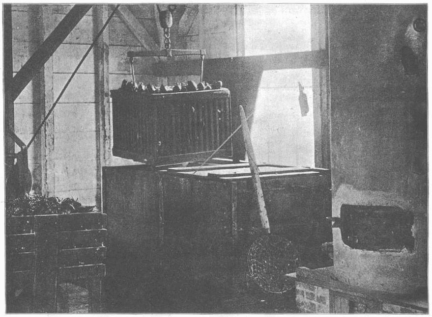 Boiling live lobsters preparatory to shipping on ice, showing boiler, steam tank, cage, etc.