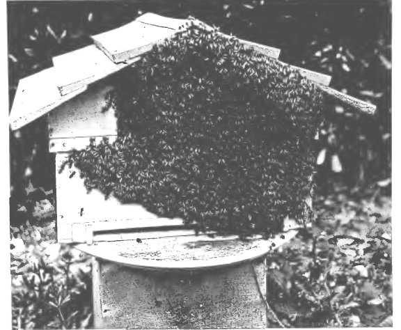 Hiving a swarm