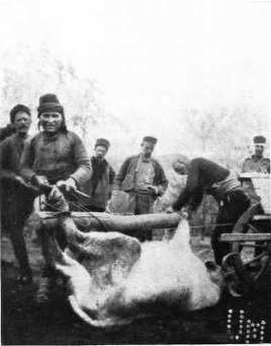 SHOEING BULLOCKS. SHOEING BULLOCKS.