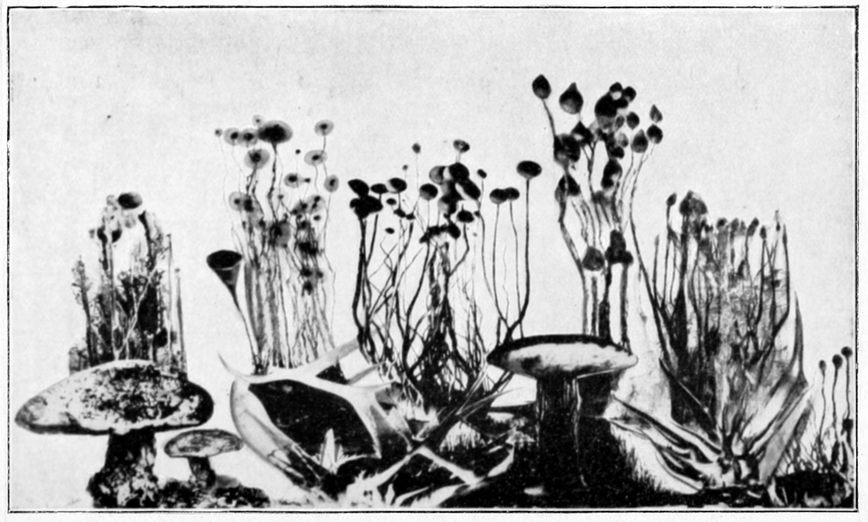 Fig. 0.