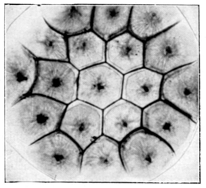 Fig. 10.
