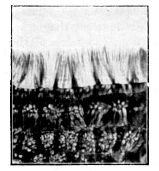 Fig. 11.