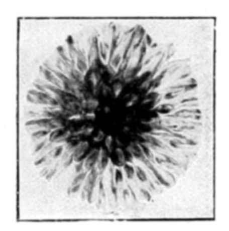 Fig. 19.