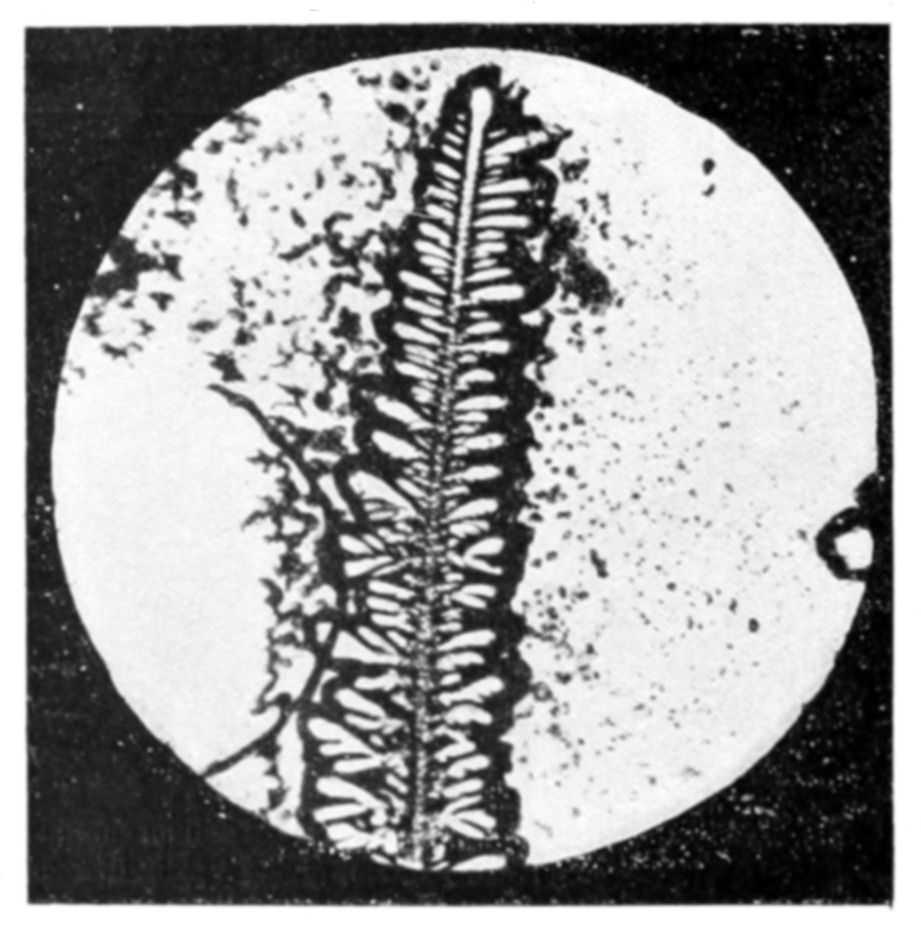 Fig. 30.