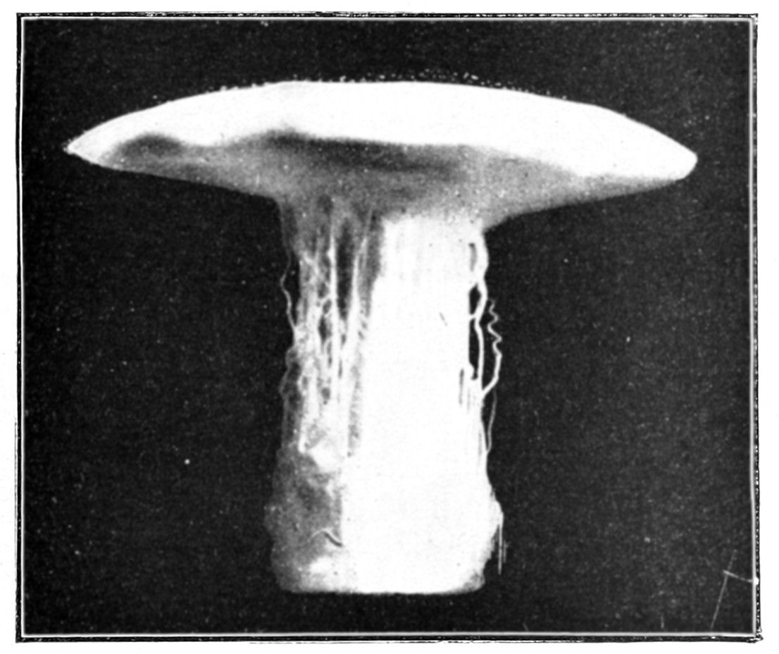 Fig. 43.