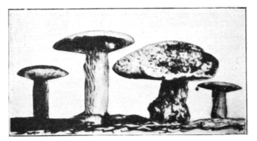 Fig. 44.