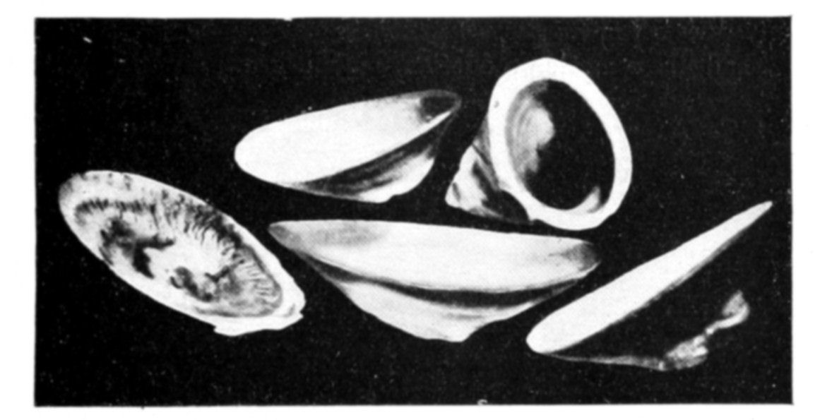 Fig. 46.